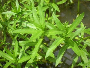 best_20110928-133256-1-71drau-ngo-chua-benh-gi