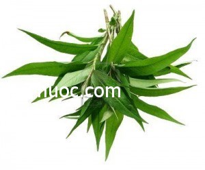 bai-thuoc-dan-gian-chua-benh-a-sung2