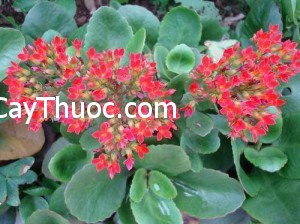 img63011FHJIK-Cach-cam-mau-vet-thuong-bang-cay-co-thien-nhien-1