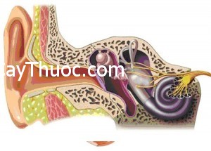 kinh-dom-khang-1401438436991copy-8899f-7c8db-crop1401936511780p