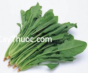rau-chan-vit