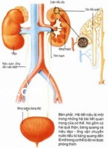 S? ?? h? th?ng th?n ti?t ni?u