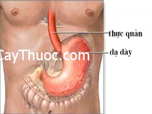 traonguocdaday