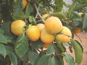 Qua-hong-qua-thi-Ngon-nhung-co-the-gay-hai-cho-tieu-hoa-2