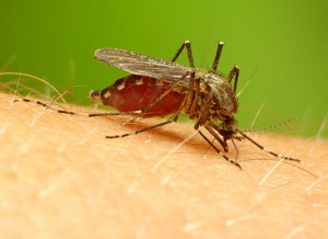 malaria
