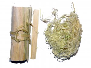 k1600_031-bambusae-cl