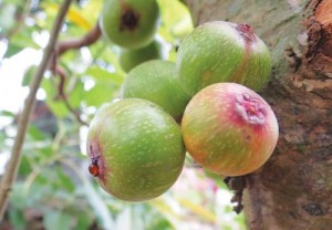 tac-dung-chua-benh-cua-cay-sung-12014-03-10-10-16-01