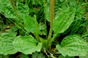 7-loai-cay-pho-bien-vua-an-vua-co-tac-dung-chua-benh-52-.9418
