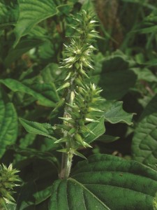 bai-thuoc-chua-phong-thap