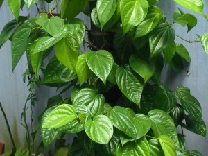 ngua-vung-kin-phunutoday_vn-1