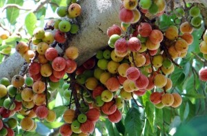 qua-sung-chua-benh-1782