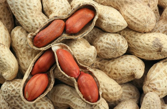 185133_roi-loan-nhip-tim