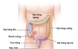 truc-trang-8369-1505123919