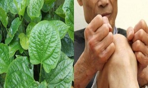 la-lot-chua-benh-gout