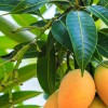 20170228103542-mango-leaves1
