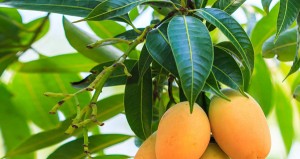 20170228103542-mango-leaves1