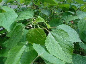 Cay-gai-co-gai-nhung-an-khong-thung-bung-ab622