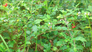 cay-ca-gai-leo