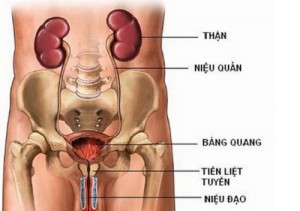 cong-dung-cua-cay-ma-de-va-nhung-luu-y-can-phai-biet-1