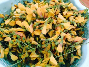 img-2592-1505095127179