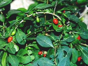 rau-khoi-giup-chua-nhieu-benh