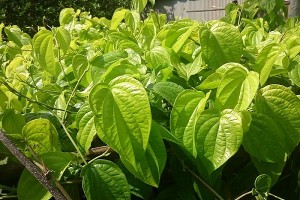 tac-dung-cua-la-trau-khong