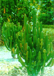xuong-rong-3-canh-1-215x300