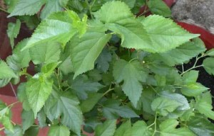 Hinh-anh-cay-dau-tam