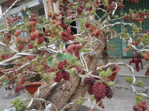 Mot-the-dau-tam-kieng