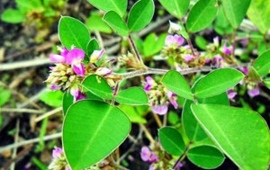 PHARMA_0003_KIM-TIEN-THAO-02