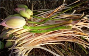 VietGiaiTri.Com-0e3a5177