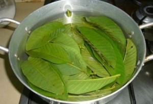 bai-thuoc-chua-tieu-duong--on-dinh-duong-huyet-bang-la-oi_3160427