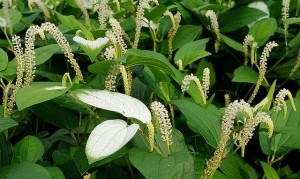 cay-ham-ech-va-nhung-bai-thuoc-dan-gian-huu-ich11427108899