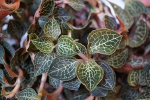 lan-gam-lan-kim-tuyen-mot-duoc-lieu-quy-cua-viet-nam