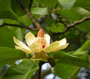 tan-di-chua-dau-dau-viem-xoang-tac-ngat-mui1505052988