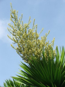 thuoc-bo-mau-tu-cay-xo-nha