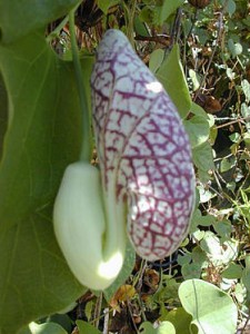 Aristolochia.littoralis1web
