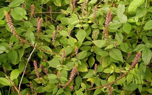 Cac-loai-cay-chua-benh-xuong-khop-1