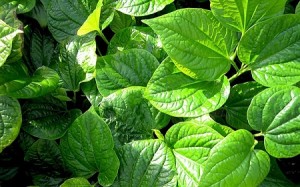 Cac-loai-cay-chua-benh-xuong-khop-2