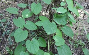 Cac-loai-cay-chua-benh-xuong-khop-3