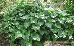 Cac-loai-cay-chua-benh-xuong-khop