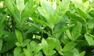 cay-tu-bi-tri-than-2