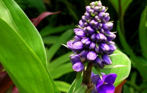 chua-benh-dau-da-day-031