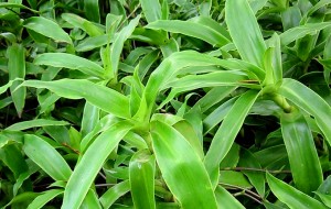 chua-benh-dau-da-day-041