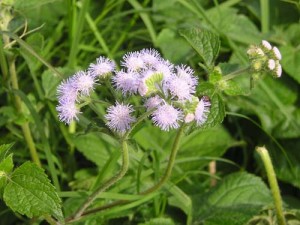 chua-viem-mui-di-ung-bang-hoa-ngu-sac