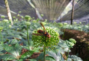 htb1nd3hhvxxxxxhxpxxq6xxfxxxa