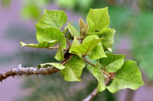 lavong-1447127980514