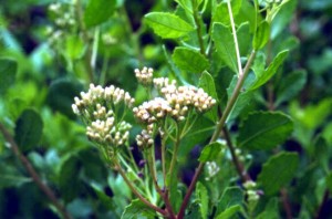 sai-ho-1441853245907