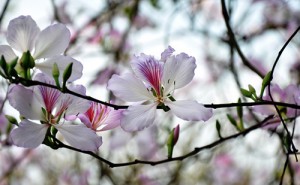 tac-dung-chua-bach-benh-tu-cay-hoa-ban-2