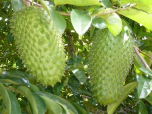 7_cong_dung_cua_mang_cau_xiem_khong_phai_ai_cung_biet_2-500x375